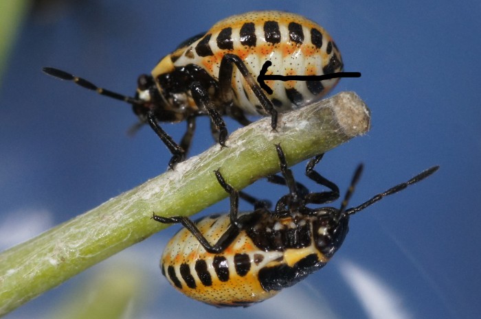 ID neanide di Eurydema sp.